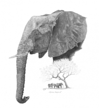 African Elephant
