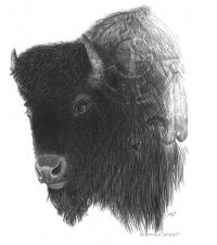 Buffalo Spirit
