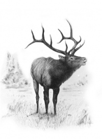 The Royal Elk
