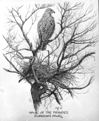 Hawk Of The Prairies