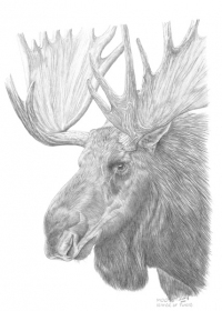 Moose (Eater of Twigs)