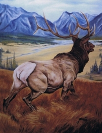 Elk