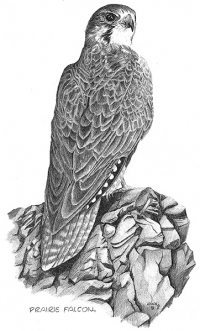 Prairie Falcon