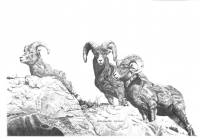 Rocky Mountain Bighorns