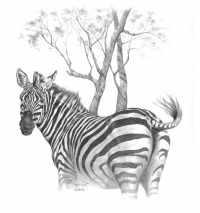 Zebra
